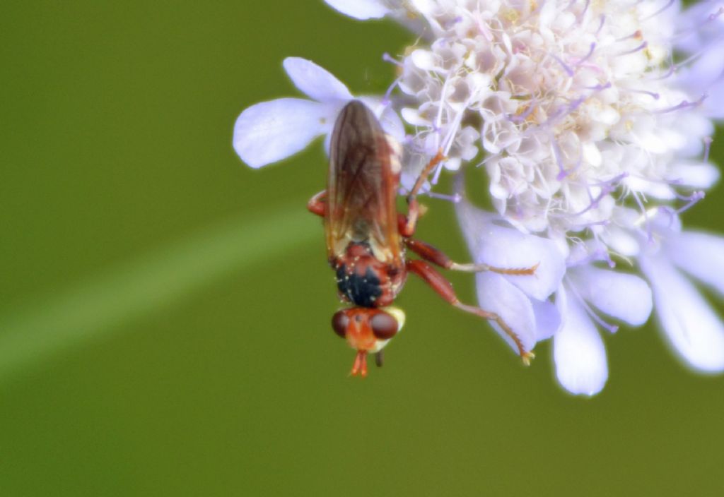 Myopa sp.,  Conopidae